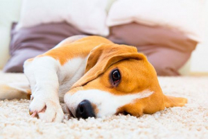 Що таке інсульт у собаці? Що таке інсульт у собаці?